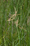 Jointed flatsedge